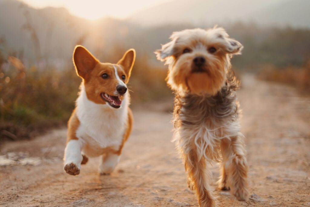 Hundesteuer