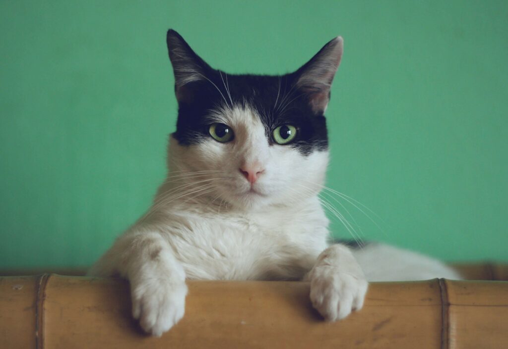 Katzensteuer